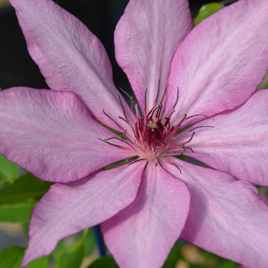Giselle™ Clematis
