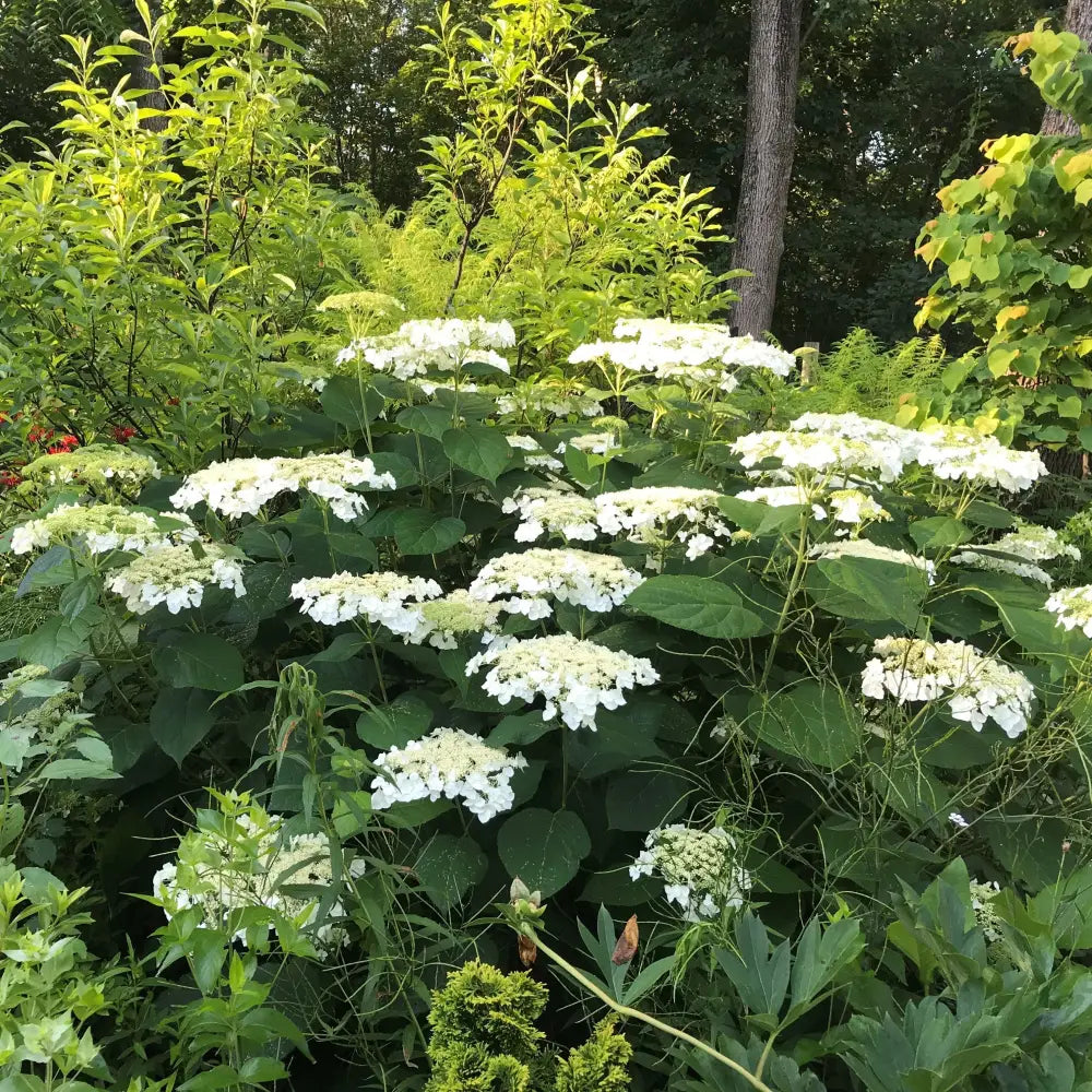Haas’ Halo Hydrangea 3 GALLON Shrub