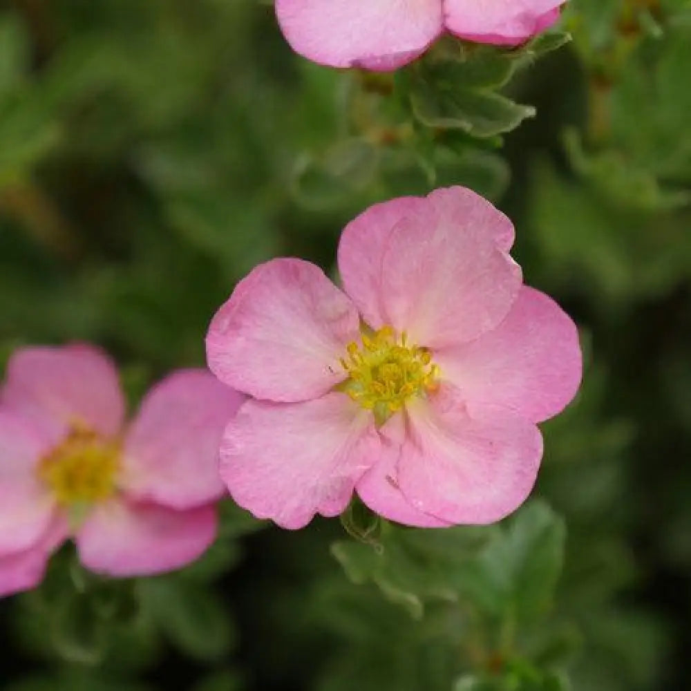 Happy Face Hearts® Potentilla 2 GALLON Perennial