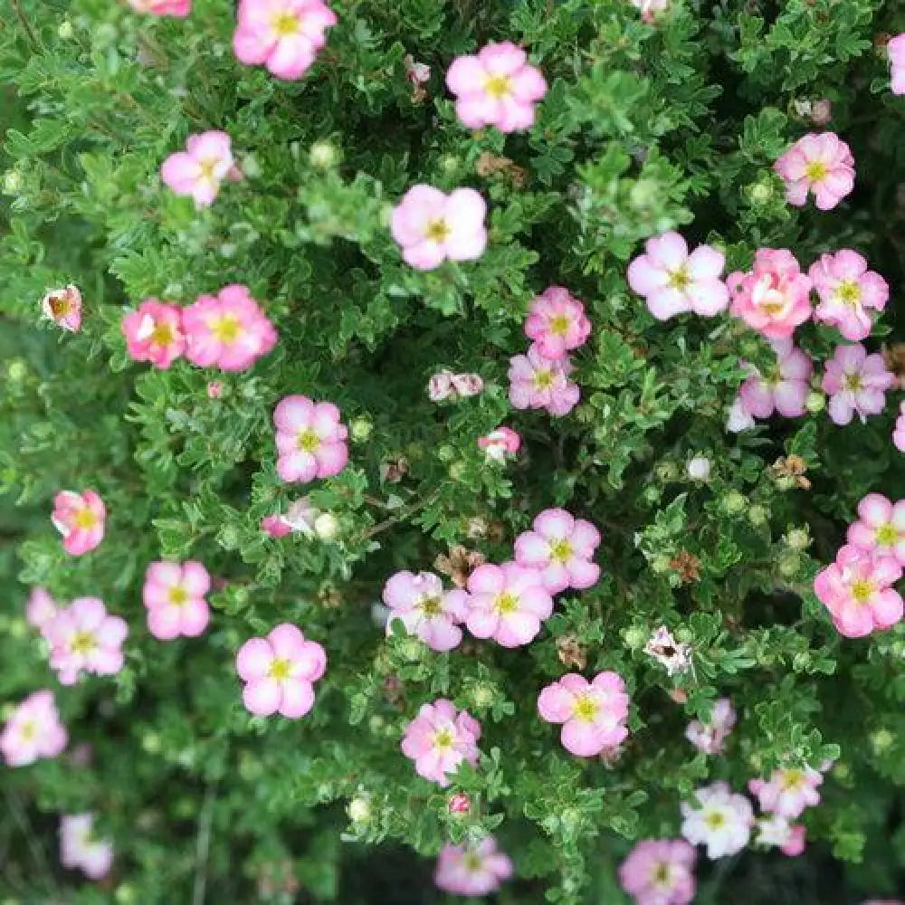 Happy Face Hearts® Potentilla 2 GALLON Perennial