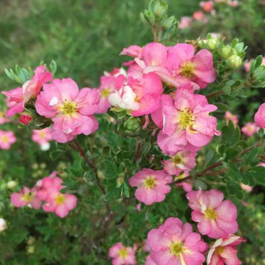 Happy Face Hearts® Potentilla 2 GALLON Perennial