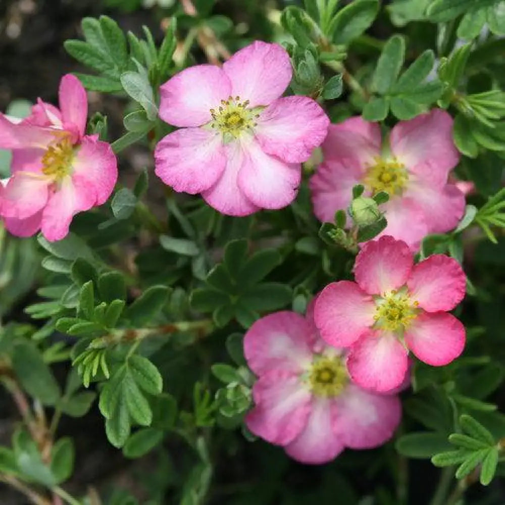 Happy Face Hearts® Potentilla 2 GALLON Perennial