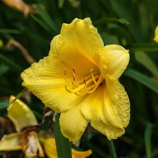 Happy Returns Daylily Perennial