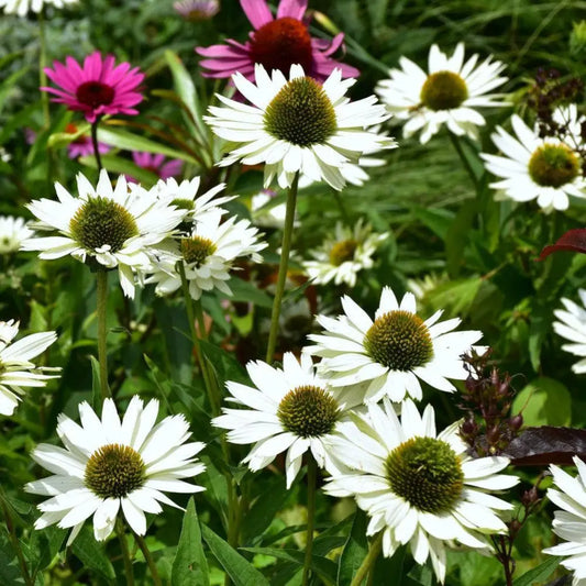 Happy Star Echinacea Perennial