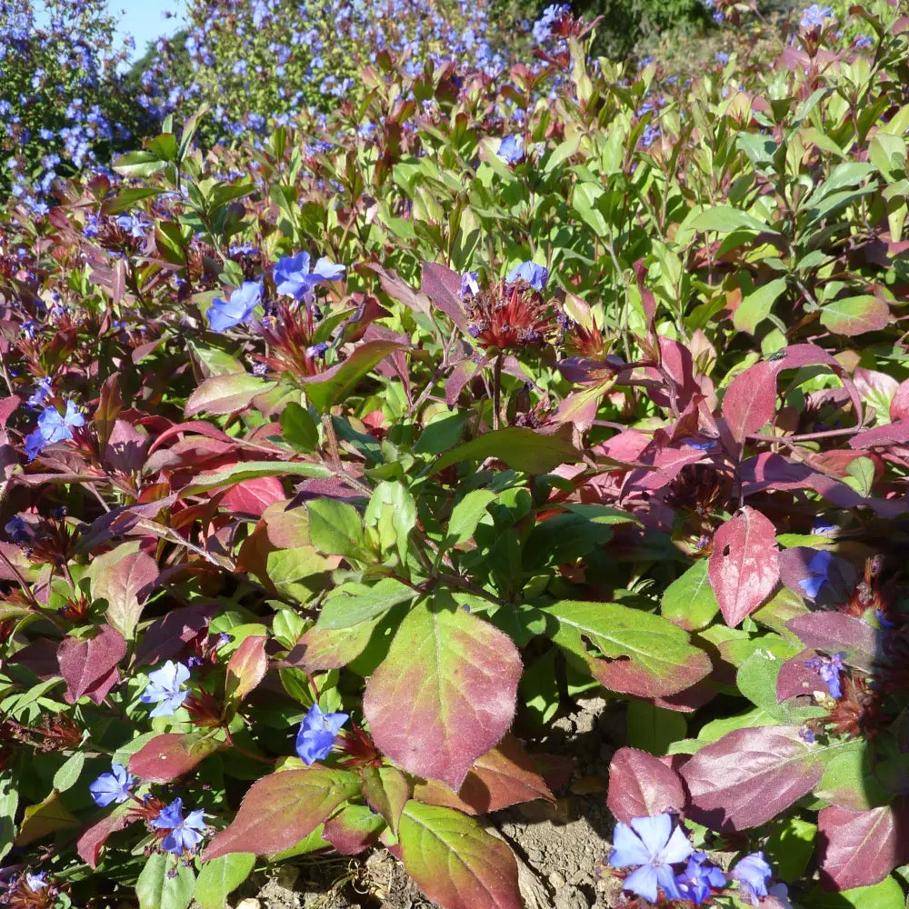 Hardy Plumbago Leadwort 1 GALLON Perennial