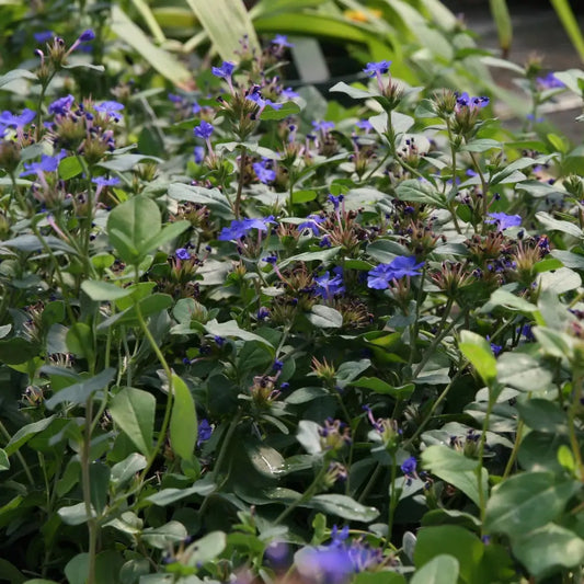 Hardy Plumbago Leadwort 1 GALLON Perennial