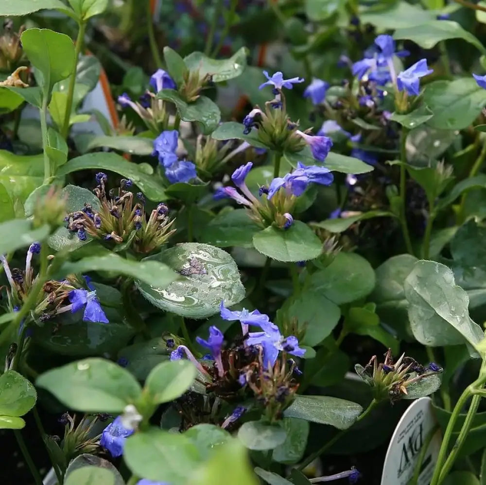 Hardy Plumbago Leadwort 1 GALLON Perennial