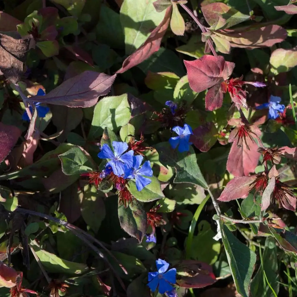 Hardy Plumbago Leadwort 1 GALLON Perennial
