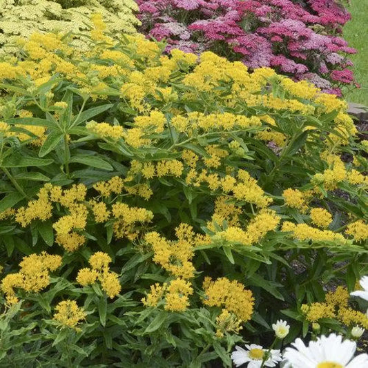 Hello Yellow Butterfly Weed 1 GALLON Perennial