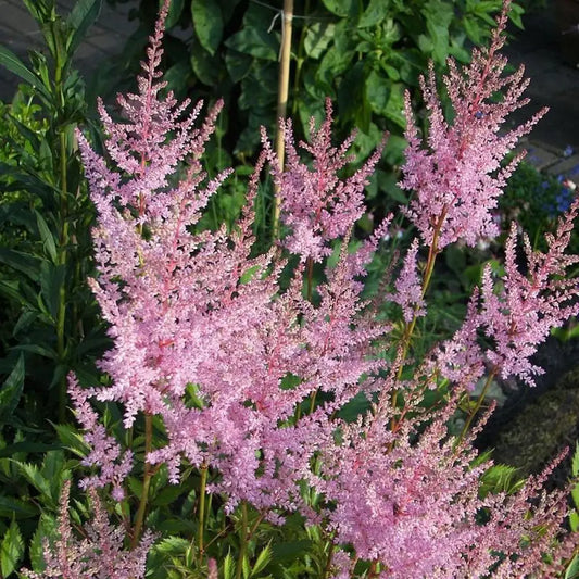 Hennie Graafland Star Astilbe 1 GALLON Perennial