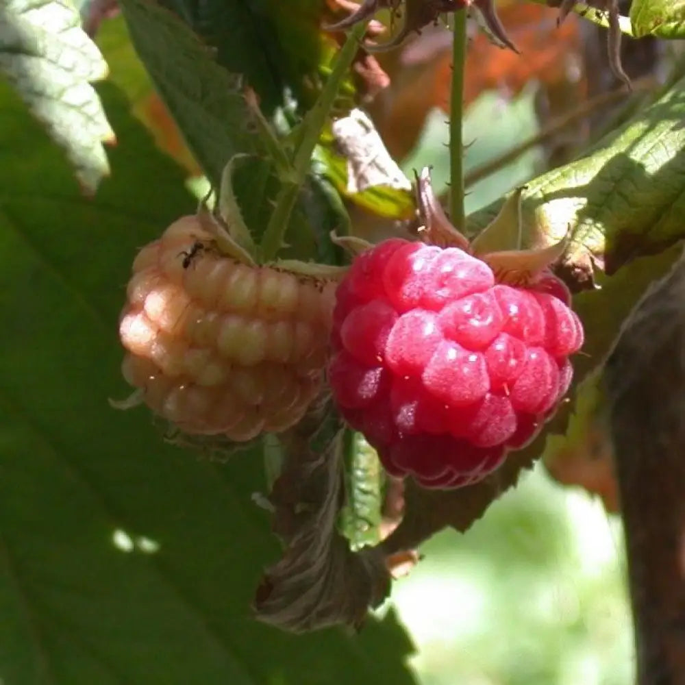 Heritage Everbearing Raspberry Shrub