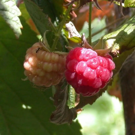 Heritage Everbearing Raspberry Shrub
