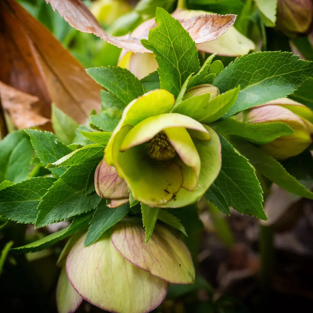 HGC® Champion Lenten Rose 1 GALLON Perennial
