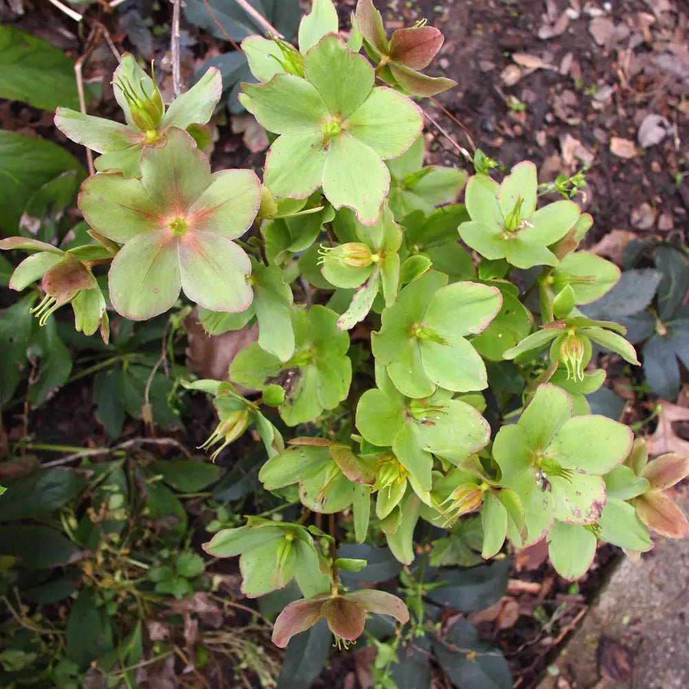 HGC® Champion Lenten Rose 1 GALLON Perennial