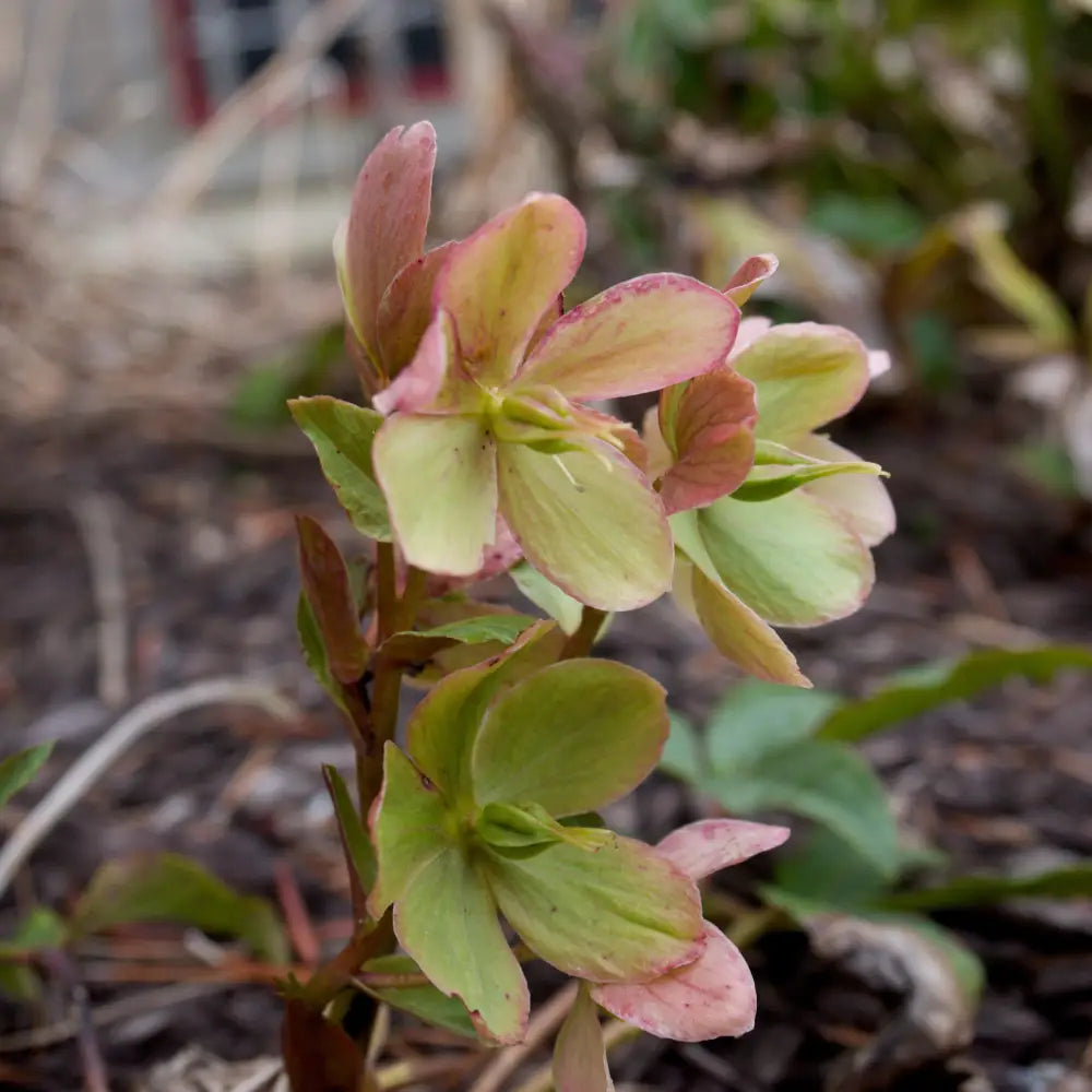 HGC® Champion Lenten Rose 1 GALLON Perennial