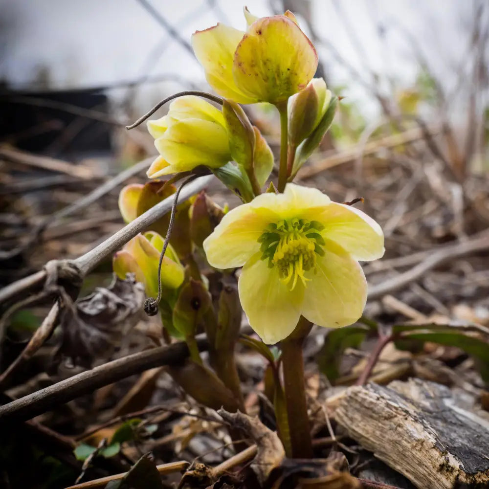 HGC® Champion Lenten Rose 1 GALLON Perennial