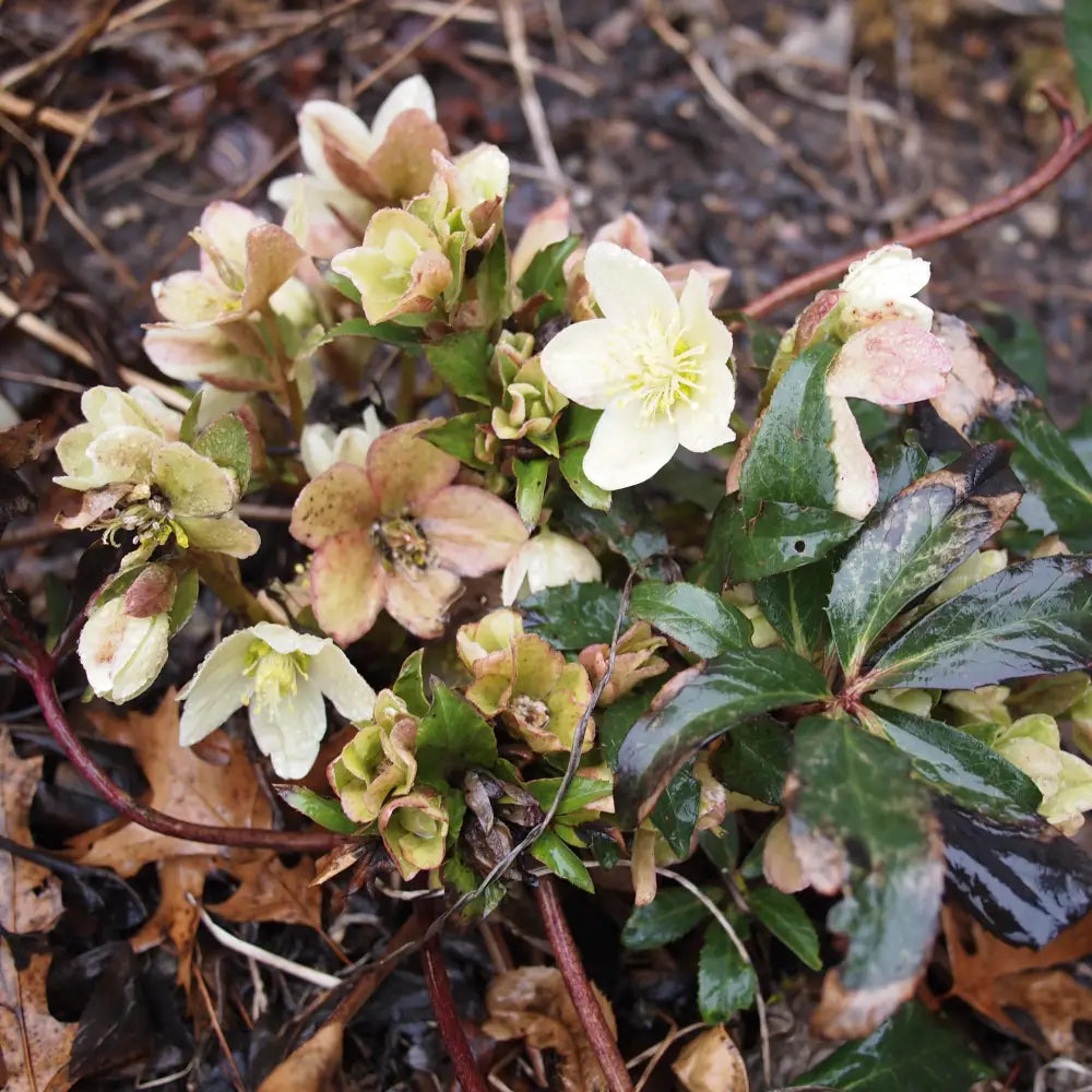 HGC® Champion Lenten Rose 1 GALLON Perennial