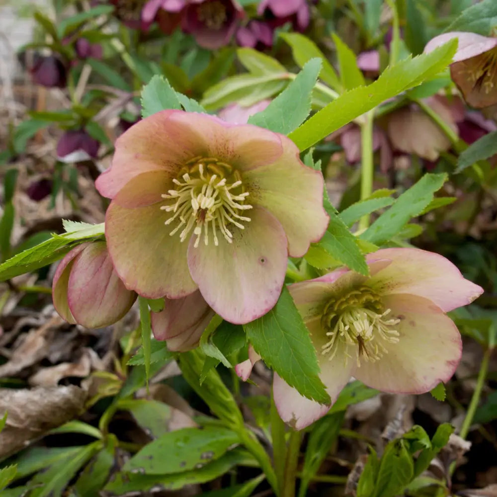 HGC® Champion Lenten Rose 1 GALLON Perennial