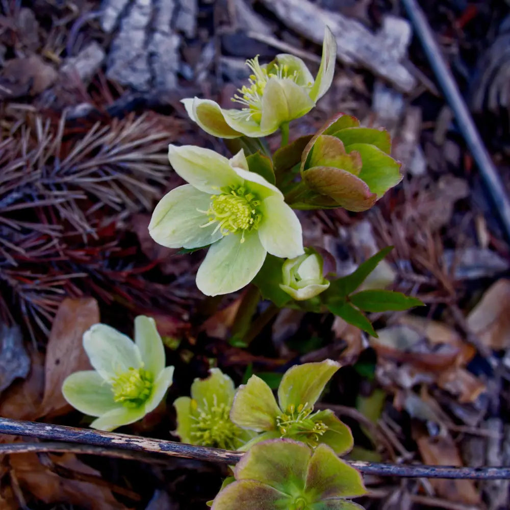 HGC® Champion Lenten Rose 1 GALLON Perennial