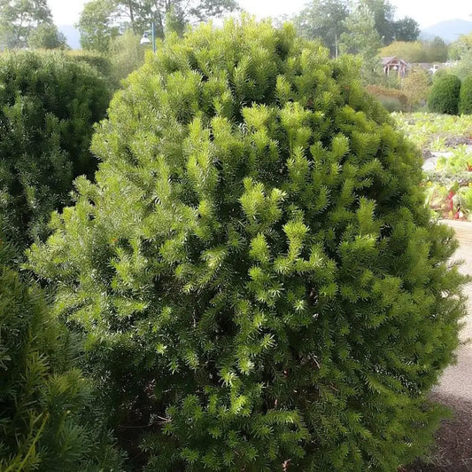 Hick’s Yew 3 GALLON Shrub