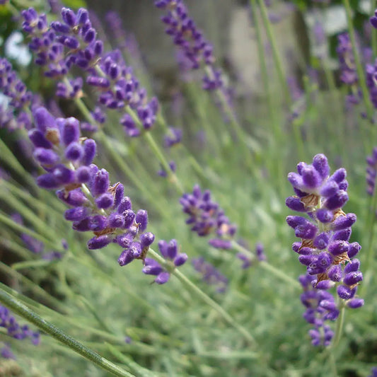 Hidcote English Lavender Perennial