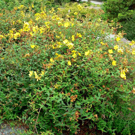 Hidcote St. John’s Wort 3 GALLON Perennial