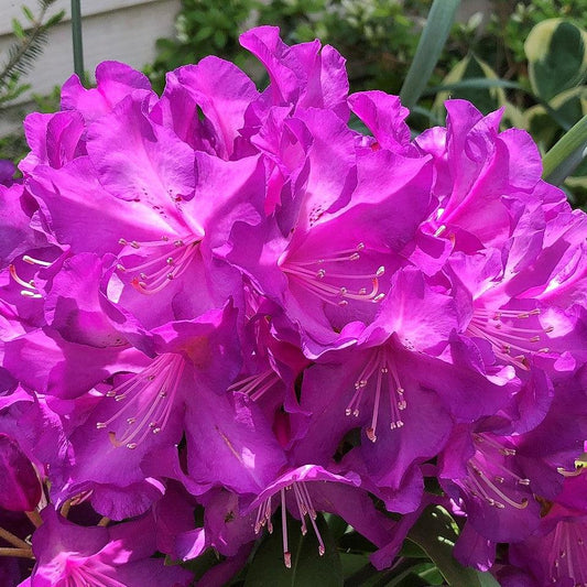 Purple Passion Rhododendron