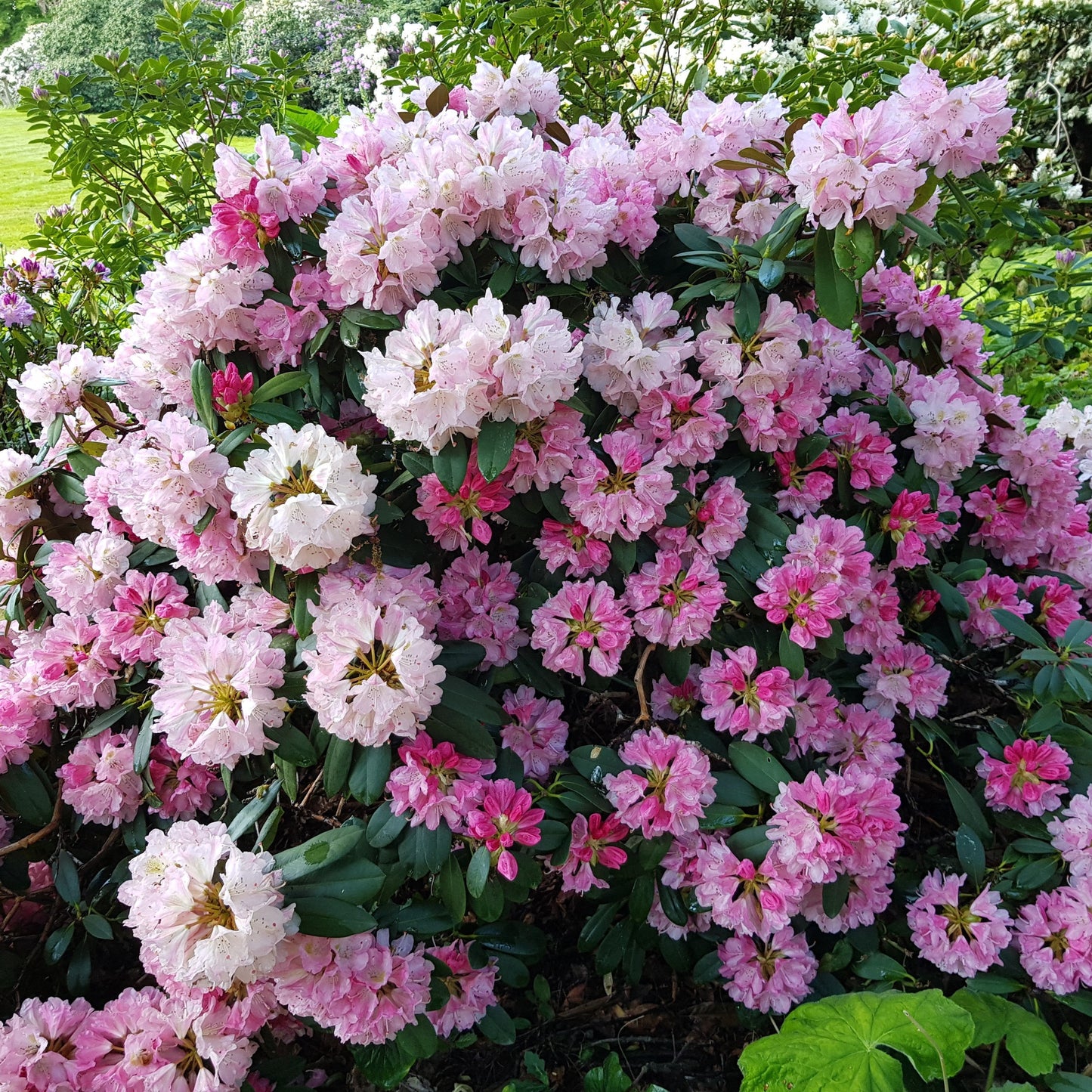 Yaku Prince Rhododendron