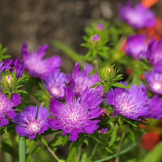Honeysong Purple Stoke’s Aster 1 GALLON Perennial