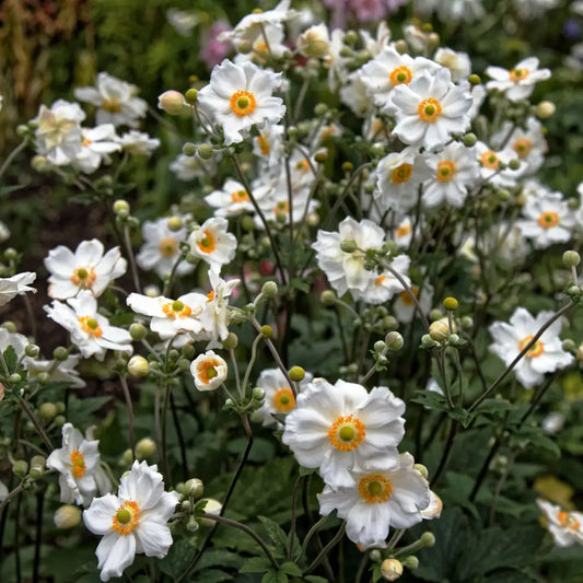 Honorine Jobert Anemone 1 GALLON Perennial