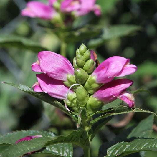 Hot Lips Turtlehead 2 GALLON Perennial