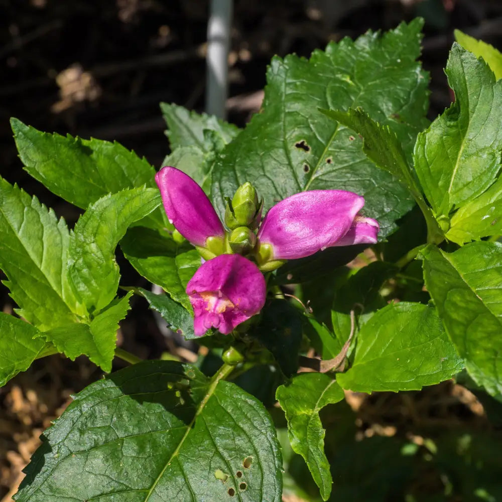 Hot Lips Turtlehead 2 GALLON Perennial