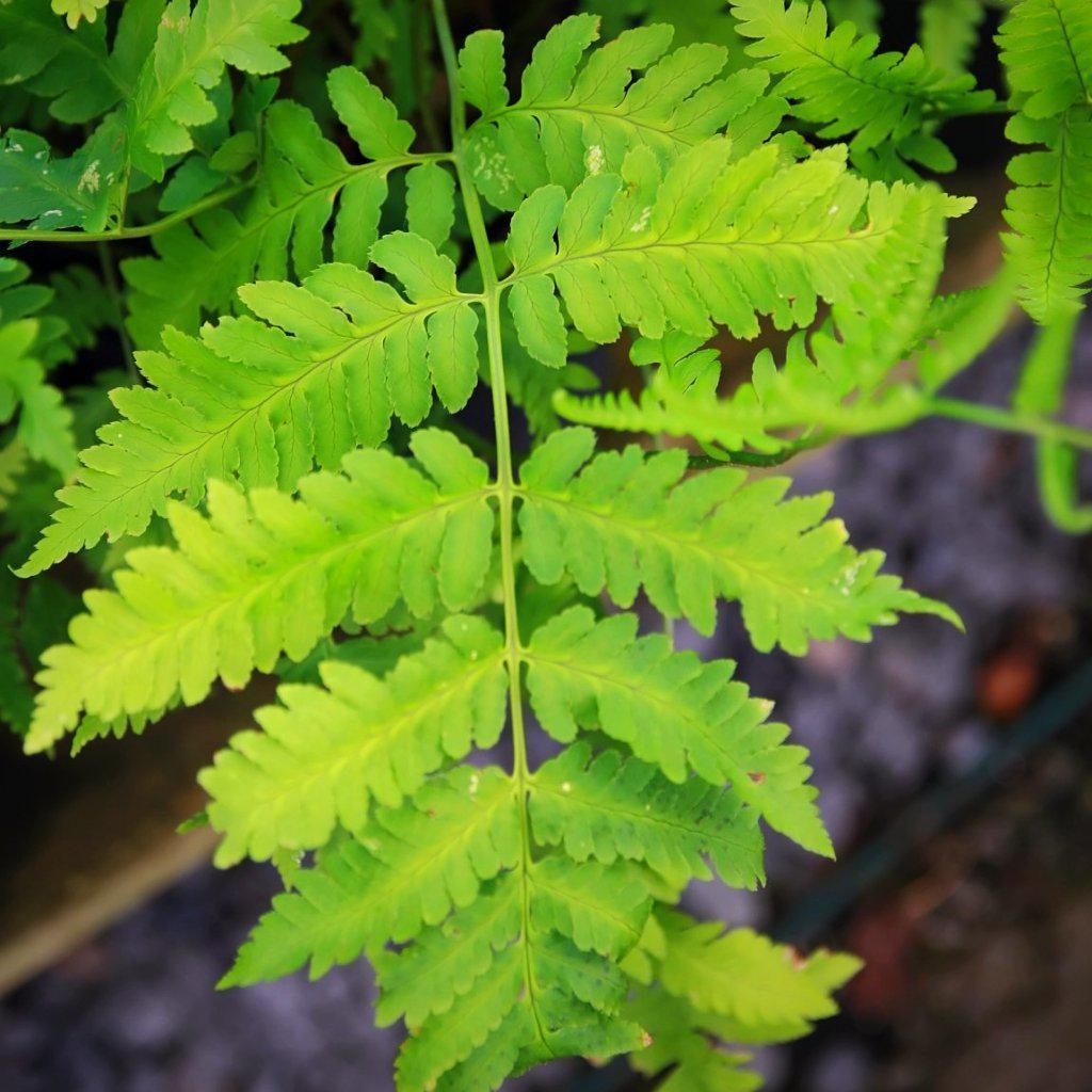 Dryopteris goldiana  - Goldie’s Shield Fern, Giant Wood Fern