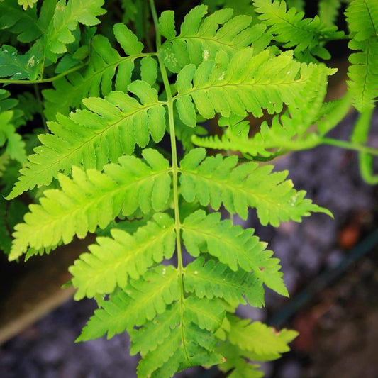 Dryopteris goldiana  - Goldie’s Shield Fern, Giant Wood Fern