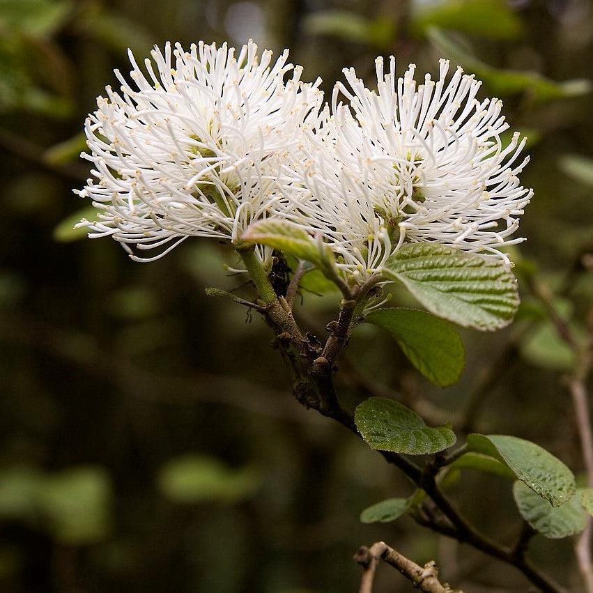 Fothergilla major  - Mountain Witch-alder, Tall Fothergilla