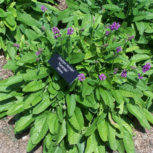 Hummelo Betony 1 GALLON Perennial