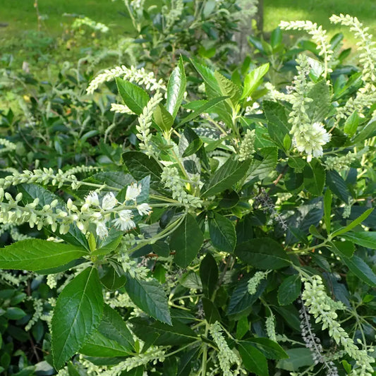 Hummingbird Summersweet Shrub