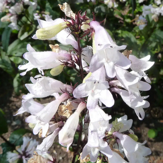 Husker Red Beardtongue 1 GALLON Perennial