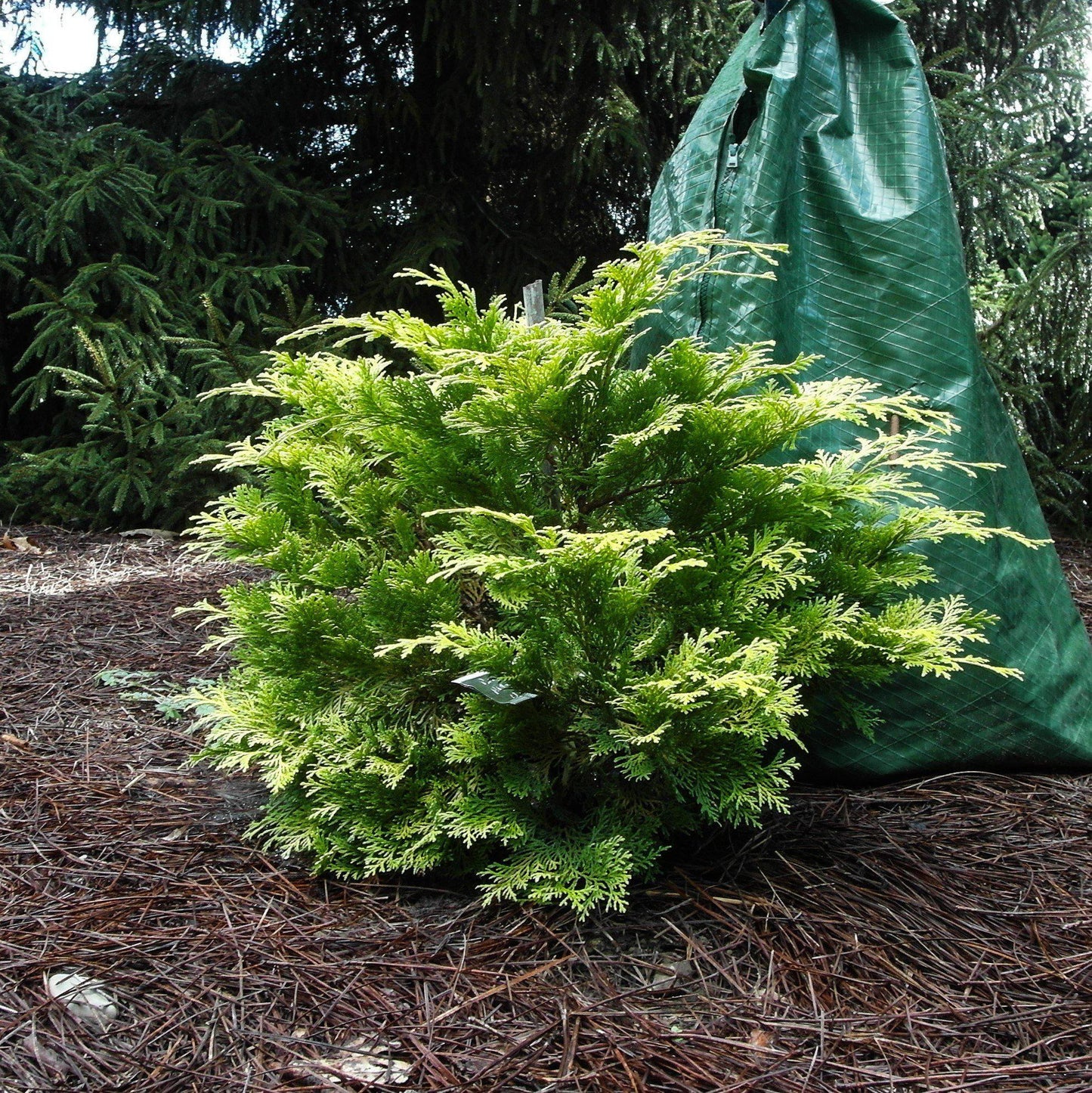 Golden Hinoki False Cypress