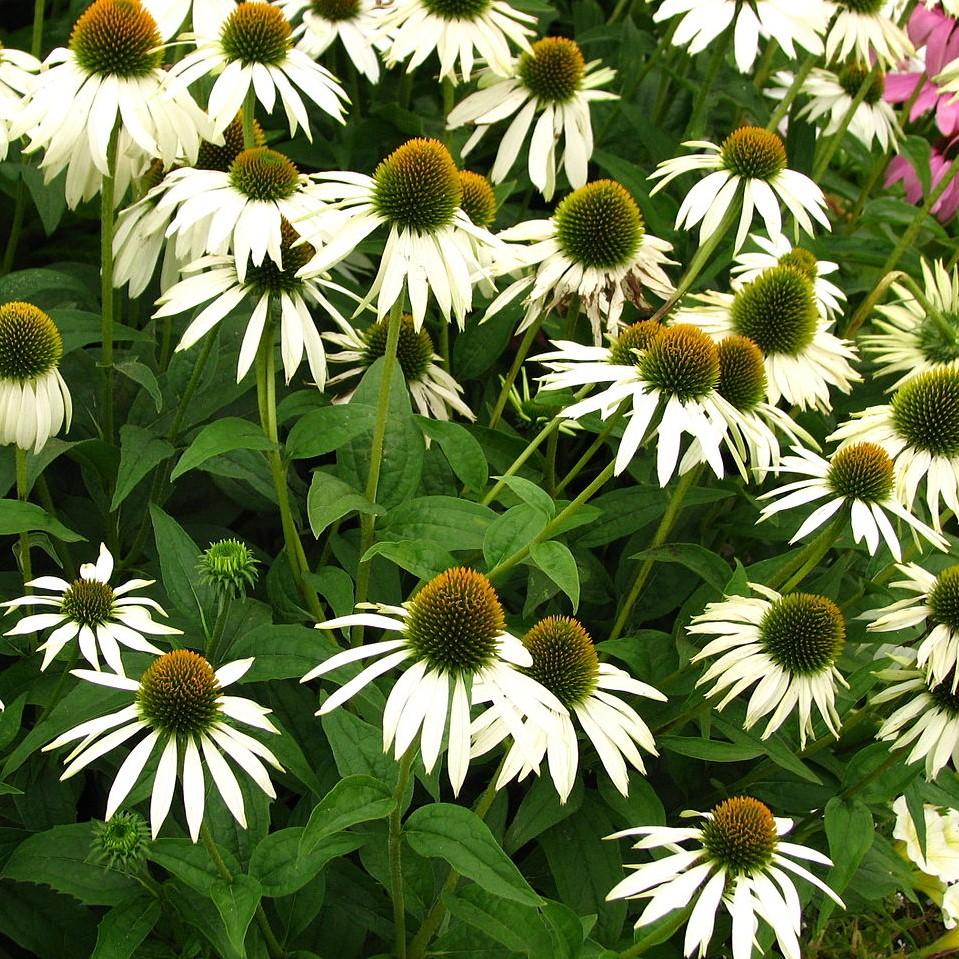 White Swan Echinacea, Coneflower