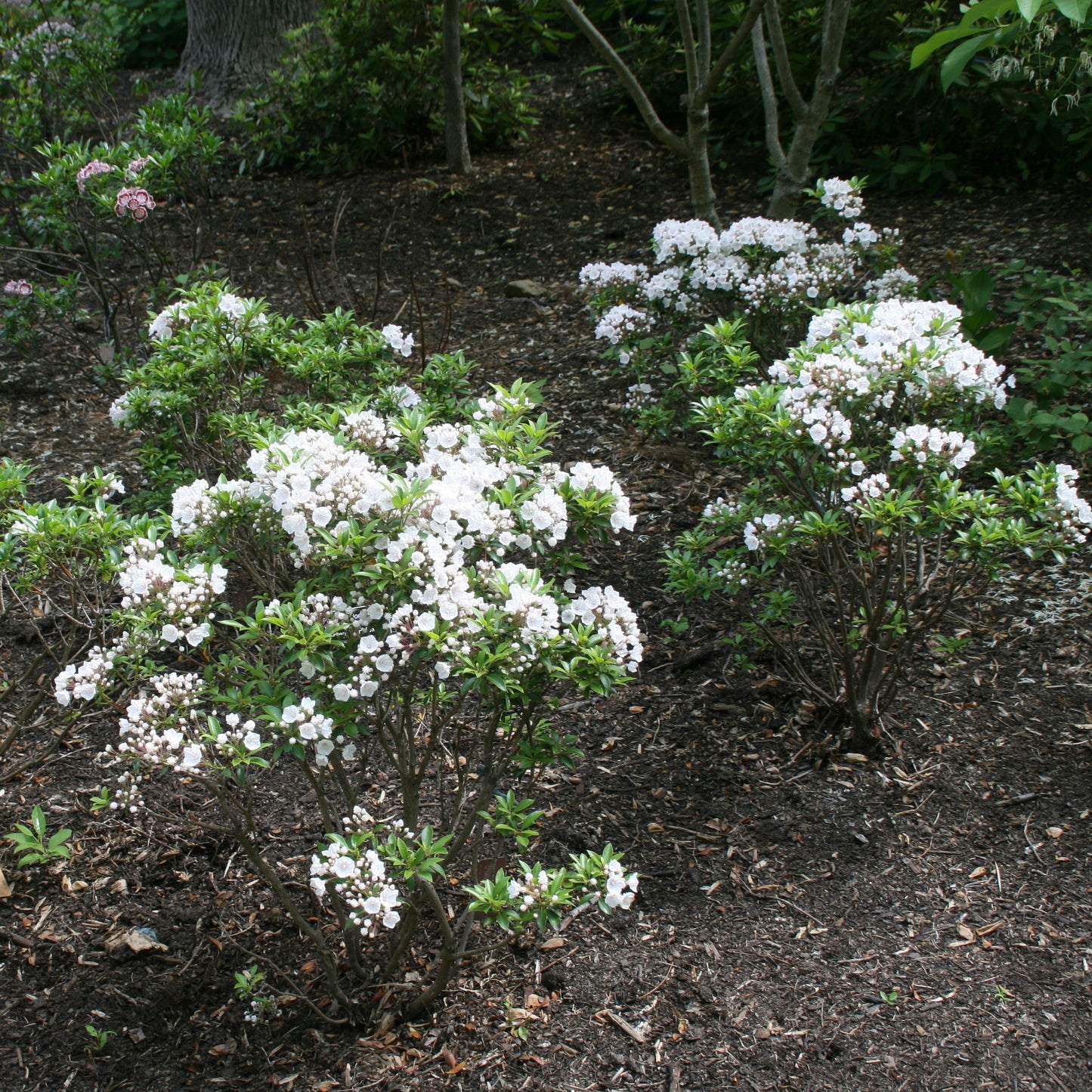 Elf Mountain Laurel