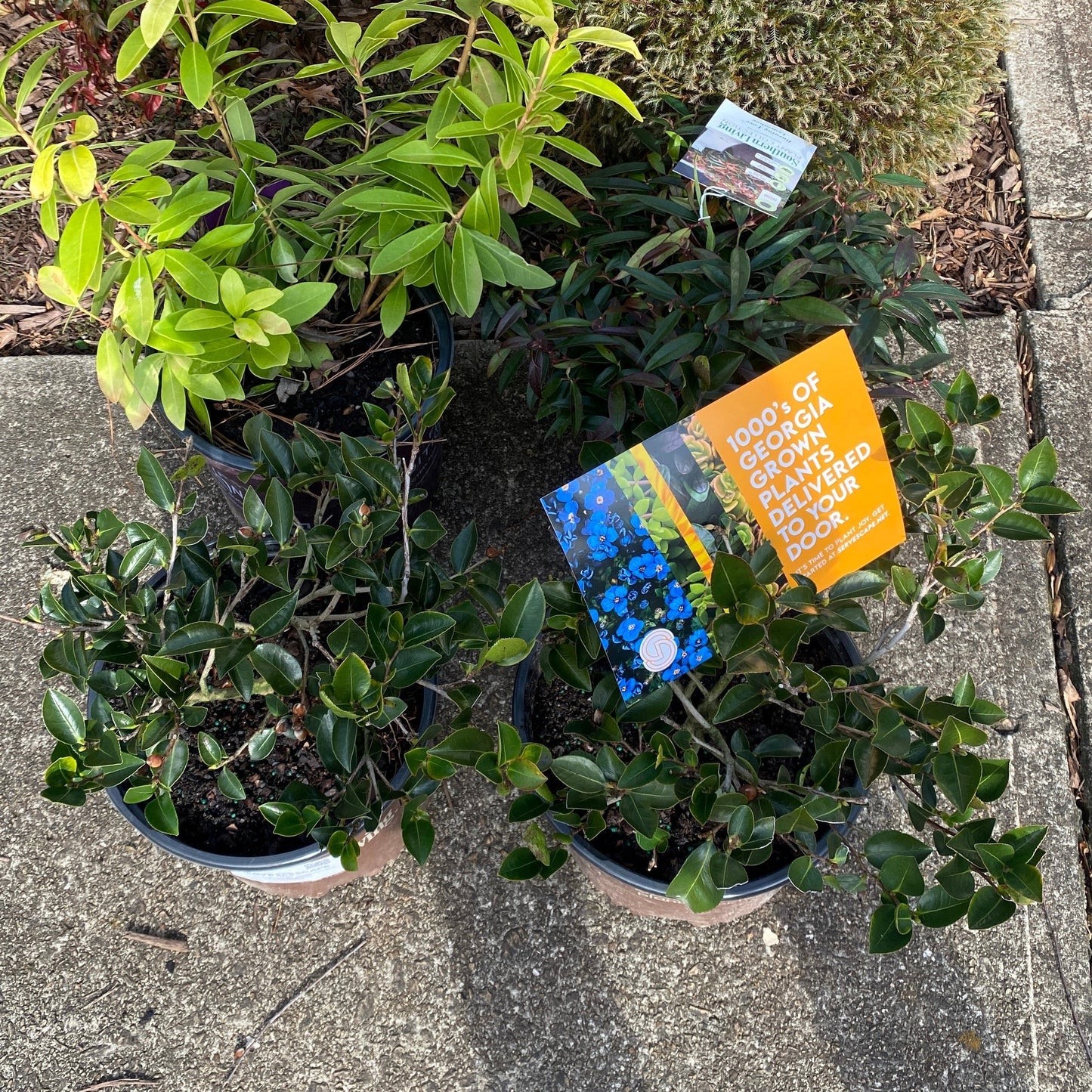 Burning Love™ Leucothoe
