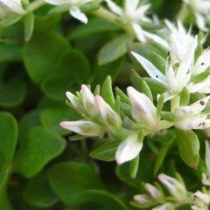 Sedum ternatum 'Larinem Park'  - Larinem Park Three-Leaved Stonecrop