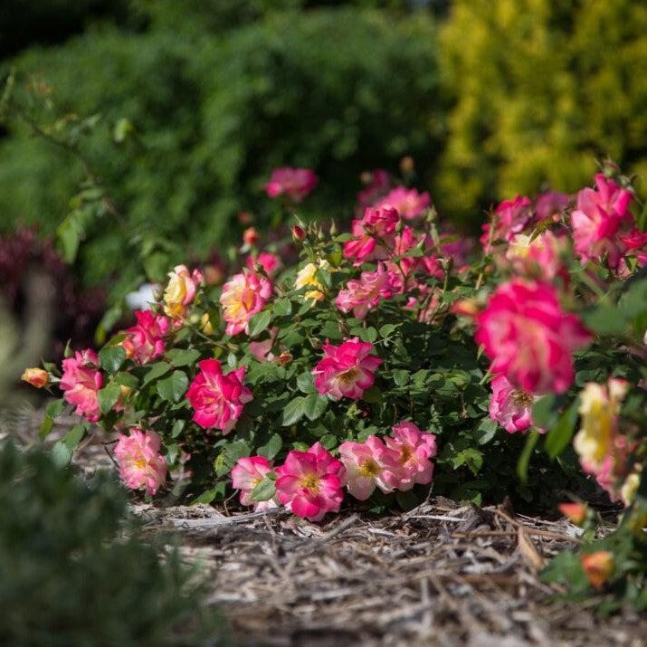 Rosa 'CA 29'  - Campfire Rose