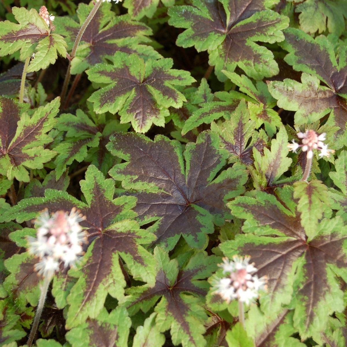 Tiarella 'Sugar and Spice'  - Sugar and Spice Foamflower