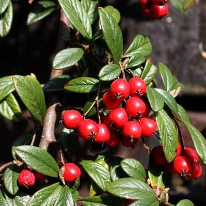 Coral Beauty Cotoneaster