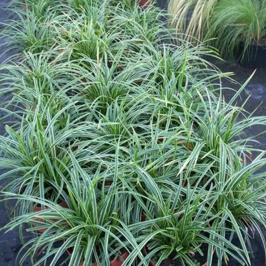 Ice Dance Sedge 1 GALLON Ornamental Grass