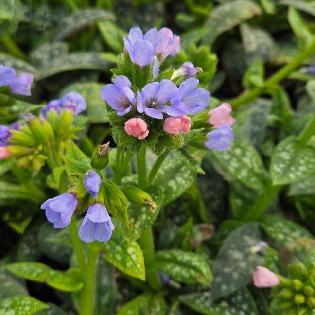 Pulmonaria 'Twinkle Toes'  - Twinkle Toes Lungwort
