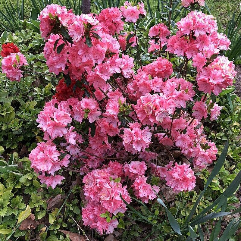 Blaauw's Pink Azalea