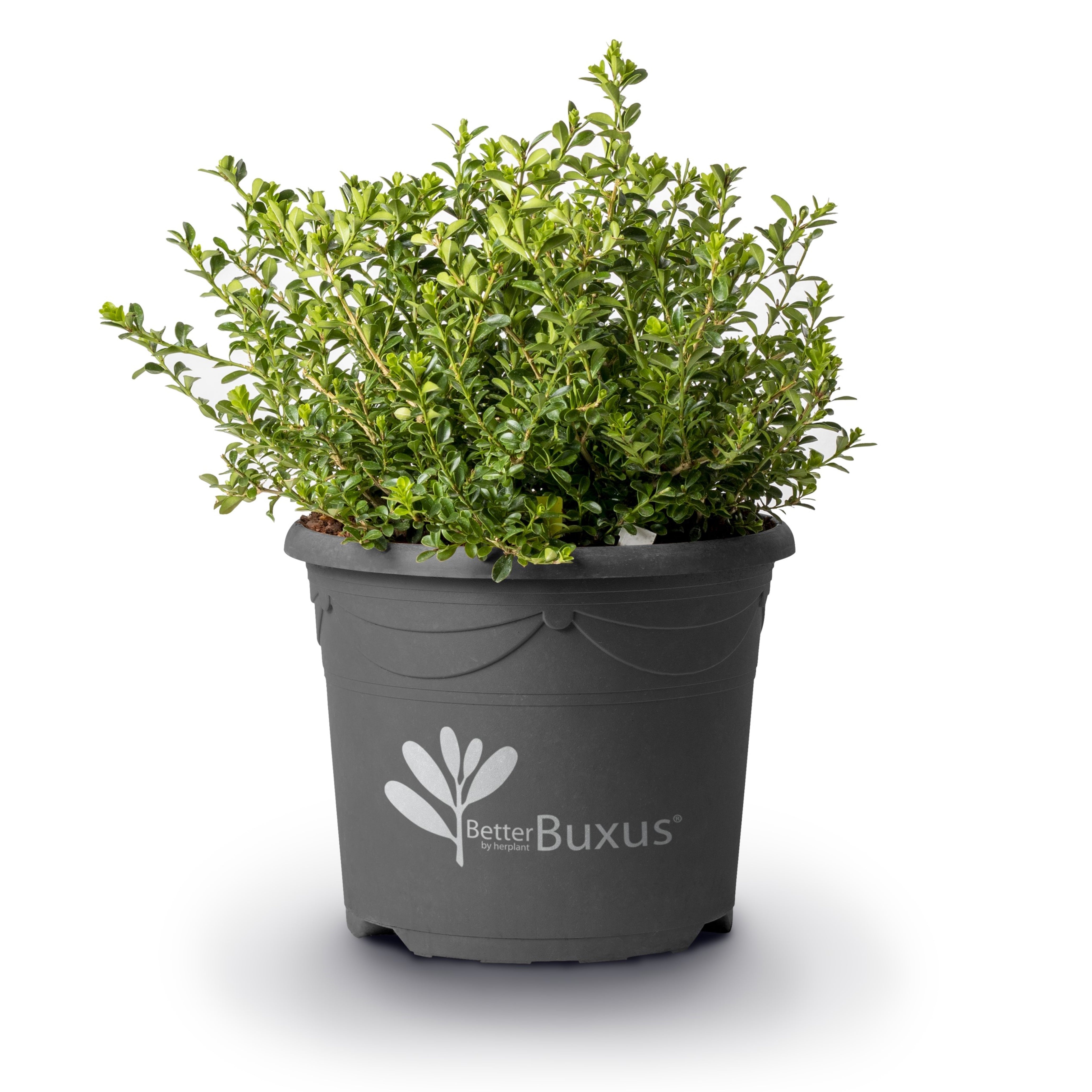 Buxus 'HER2009B01'’ PP32,274 - BetterBoxwood® Renaissance™ Boxwood ...